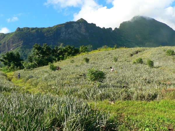 27- Les plantations d'ananas d'Opunohu 